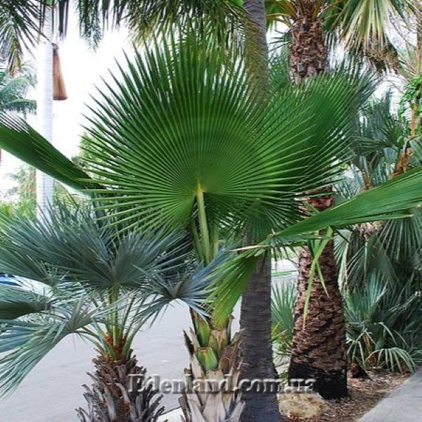 Зображення Коперниція Бейлі - Copernicia baileyana