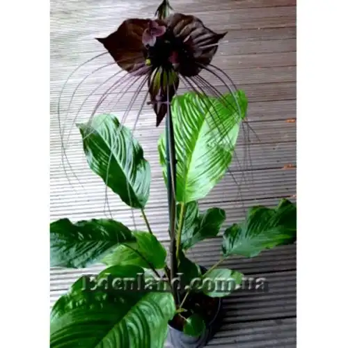 Зображення Такка Шантр'є - Tacca chantrieri