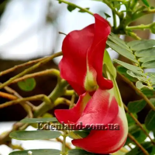 Изображение Сесбания крупноцветковая - Sesbania grandiflora