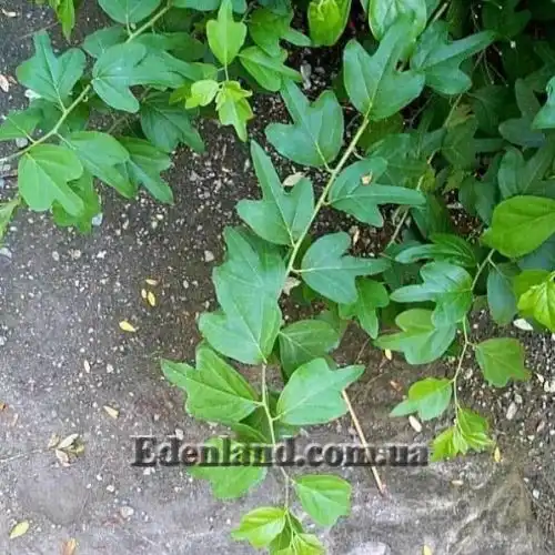 Изображение Кудрания триостренная - Cudrania tricuspidata 