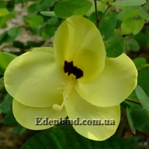 Изображение Баухиния войлочная - Bauhinia tomentosa