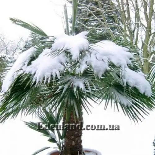 Изображение Хамеропс приземистый - Chamaerops humilis