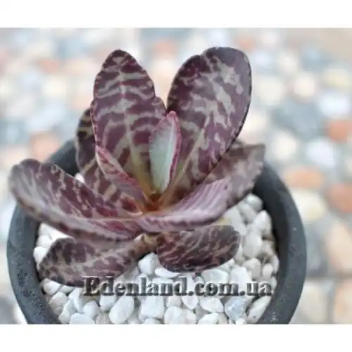 Изображение Каланхоэ приземистое - Kalanchoe humilis 