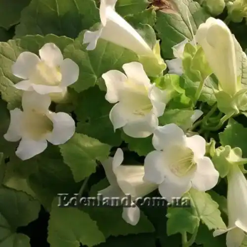 Изображение Маурандия стыдливая (белая)  - Maurandia erubescens (alba)