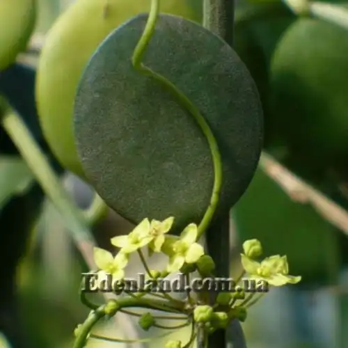 Зображення Ксеросіціос данги - Xerosicyos danguyi