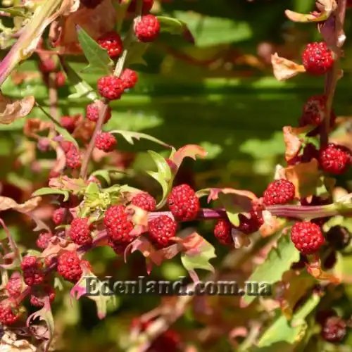 Изображение Блитум головчатый - Blitum capitatum