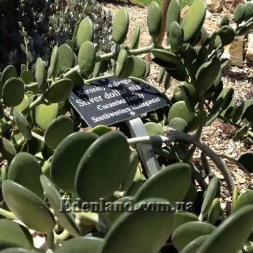 Зображення Ксеросіціос данги - Xerosicyos danguyi