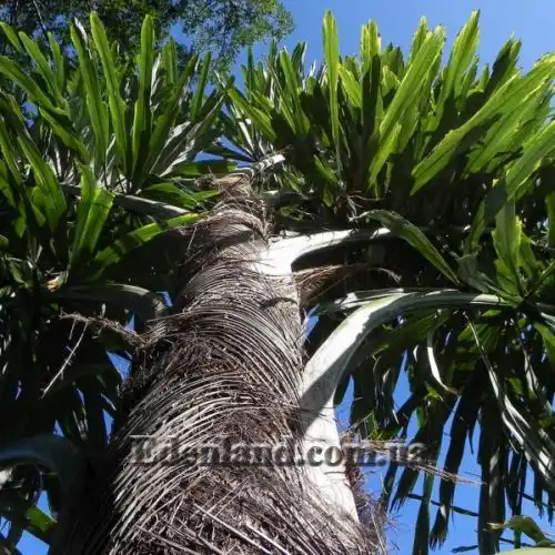 Изображение Валличия (валлихия) двухрядная - Wallichia disticha