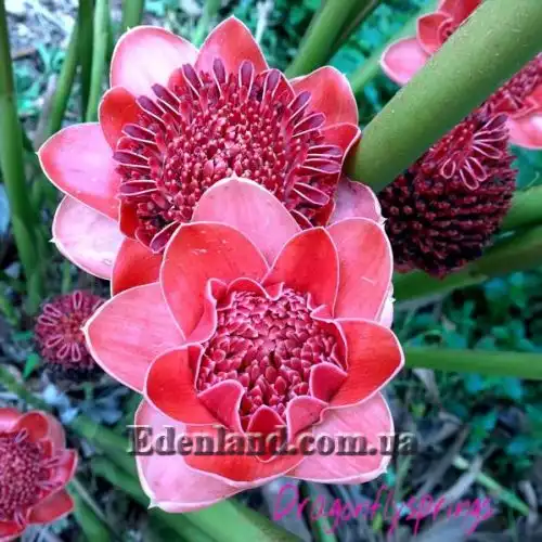 Изображение Этлингера возвышенная (Розовый факел) - Etlingera elatior (Pink Torch)