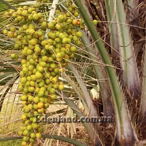 Изображение Бутия Ятай - Butia yatay