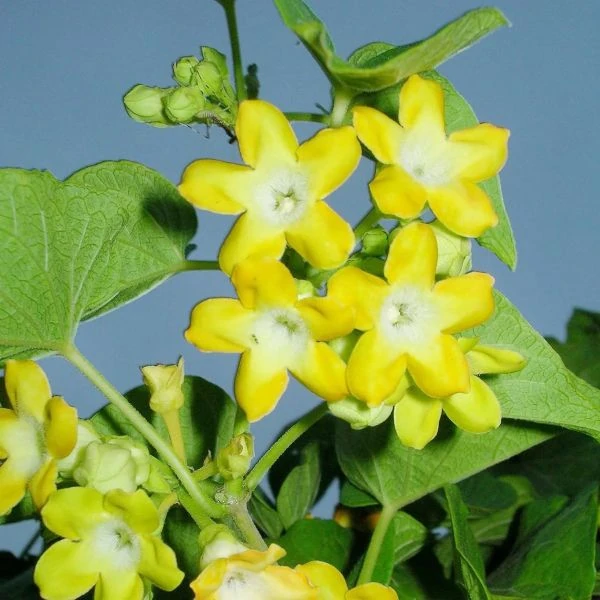 Изображение Телосма сердцевидная  - Telosma cordata