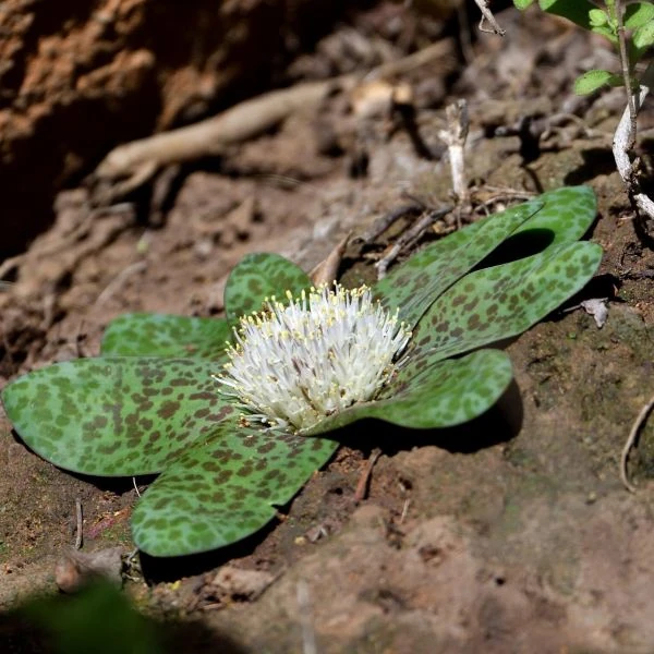 Изображение растение на склоне