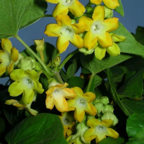 Телосма серцевидна - Telosma cordata