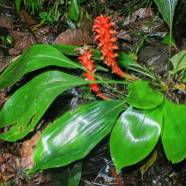 Піткернія чорна - Pitcairnia nigra 