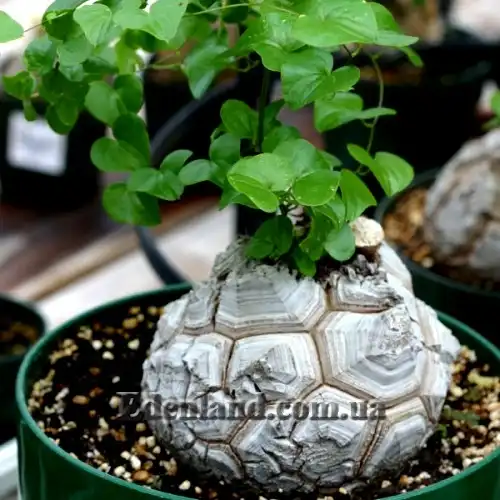 Изображение Диоскорея слоновая - Dioscorea elephantipes