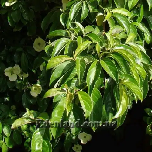 Изображение Кизил головчатый - Cornus capitata 