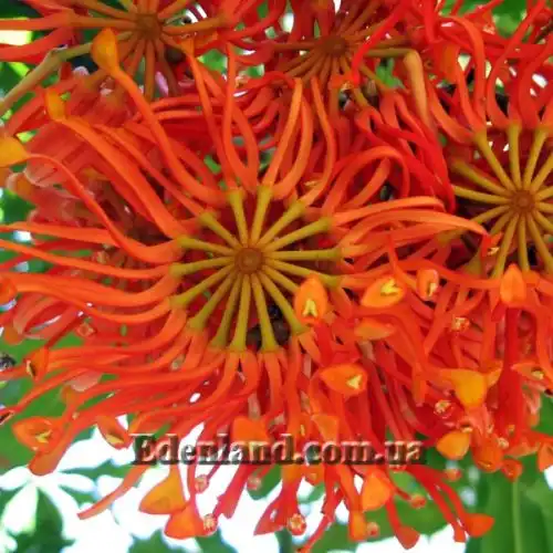 Изображение Стенокарпус выемчатый - Stenocarpus sinuatus