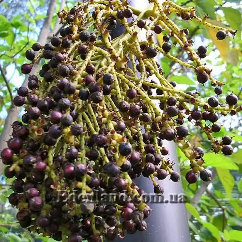 Изображение Притчардия тихоокеанская - Pritchardia pacifica