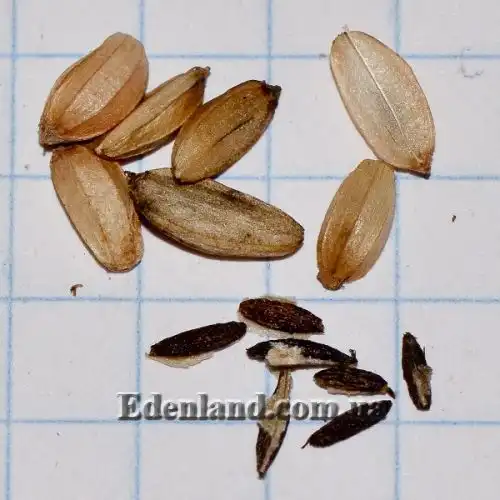 Зображення насіння