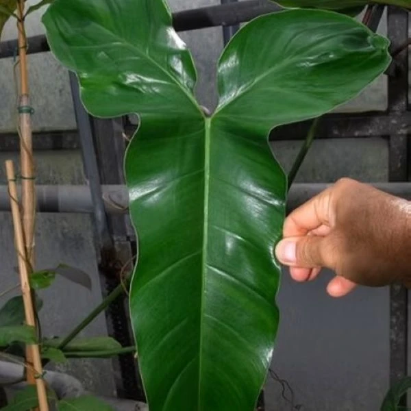 Изображение Филодендрон узколопастный   - Philodendron angustilobum