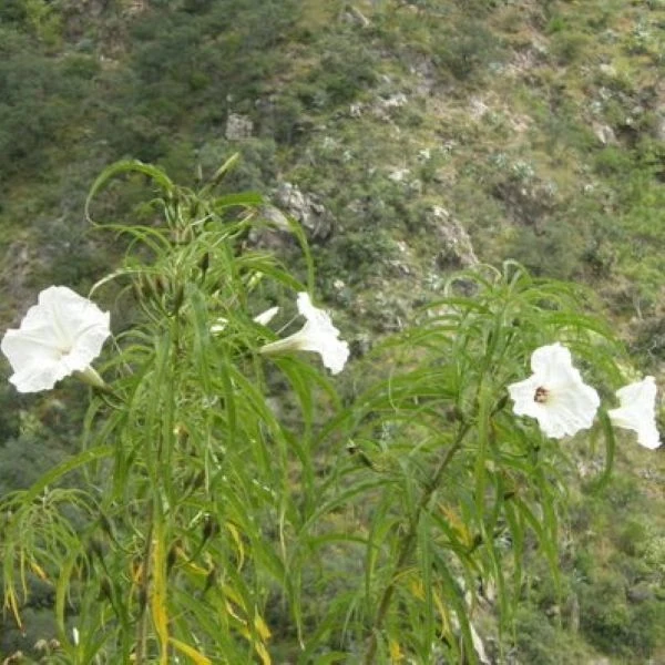 Изображение Ипомея хилопсисовидная  - Ipomoea chilopsidis