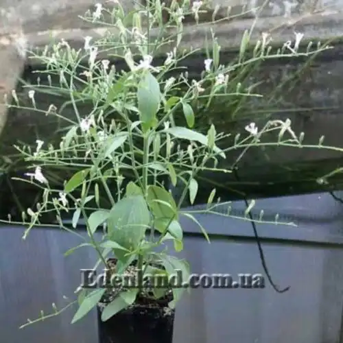 Изображение Андрографис метельчатый - Andrographis paniculata