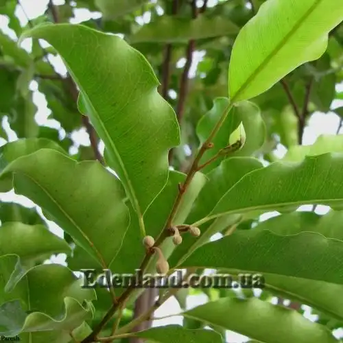 Изображение листья с волнистым краем