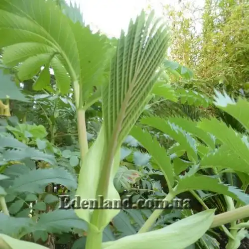 Зображення Меліантус великий - Melianthus major 