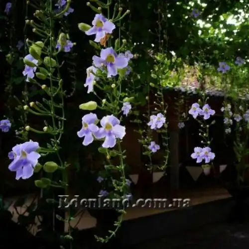 Изображение Тунбергия крупноцветковая - Thunbergia grandiflora