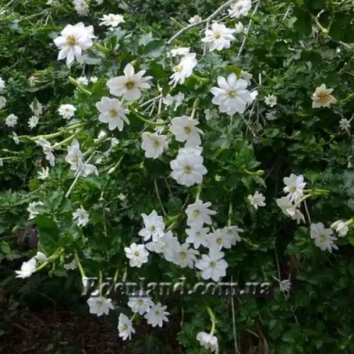 Изображение Гардения Тунберга - Gardenia thunbergia