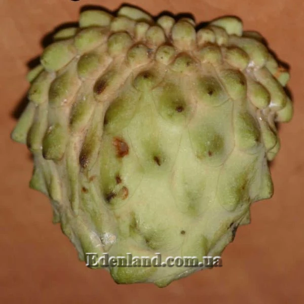 Изображение плод