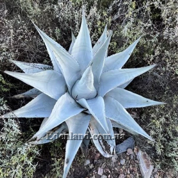 Зображення Агава Хаварда  - Agave havardiana