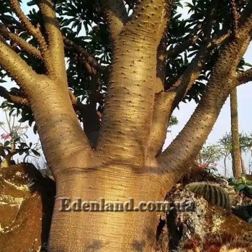 Изображение Пахиподиум Рутенберга - Pachypodium rutenbergianum 