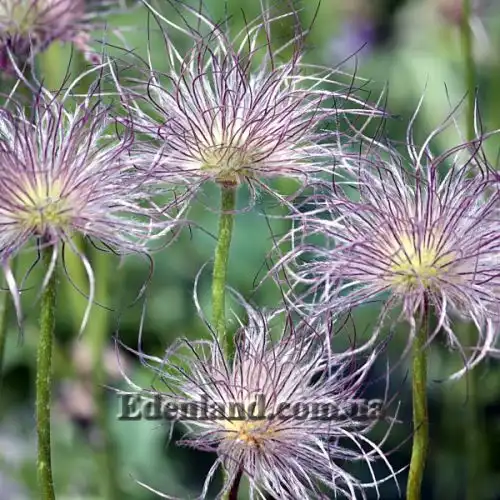Зображення Пульсатилла звичайна - Pulsatilla vulgaris