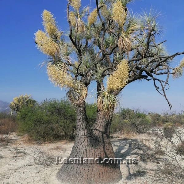 Изображение Бокарнея гватемальская - Beaucarnea guatemalensis