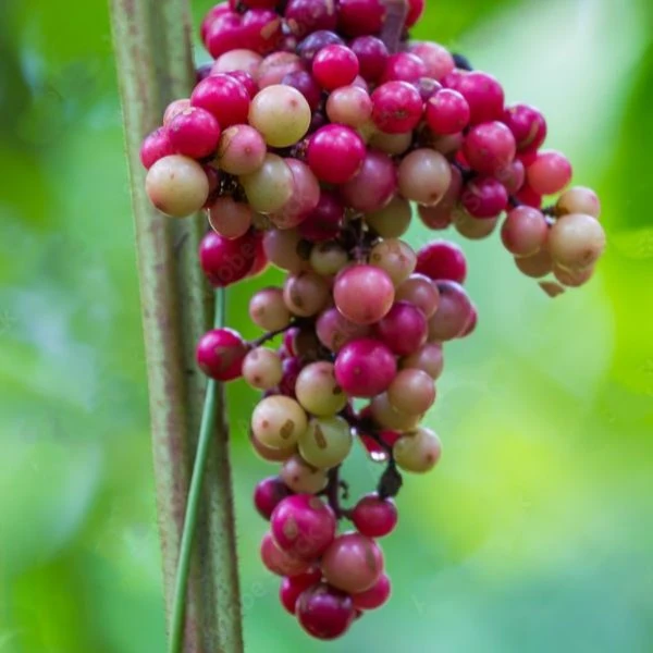 Зображення Ампелоцисус Мартіні - Ampelocissus martini 