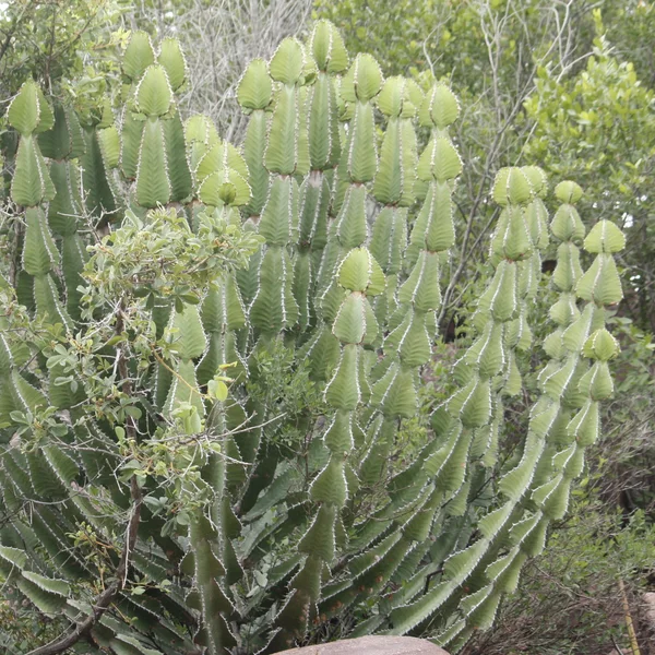 Молочай Купера - Euphorbia cooperi — кущ