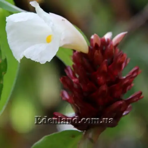 Изображение Гелления прекрасная - Hellenia speciosa