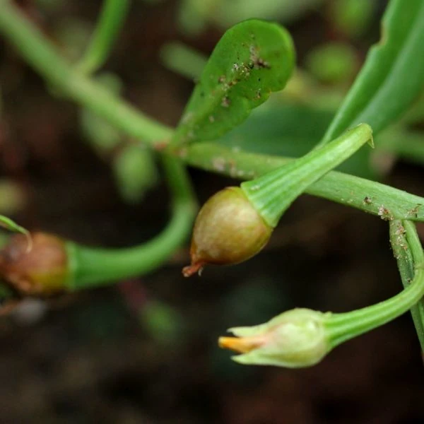 Зображення Талінум кафрський - Talinum caffrum  