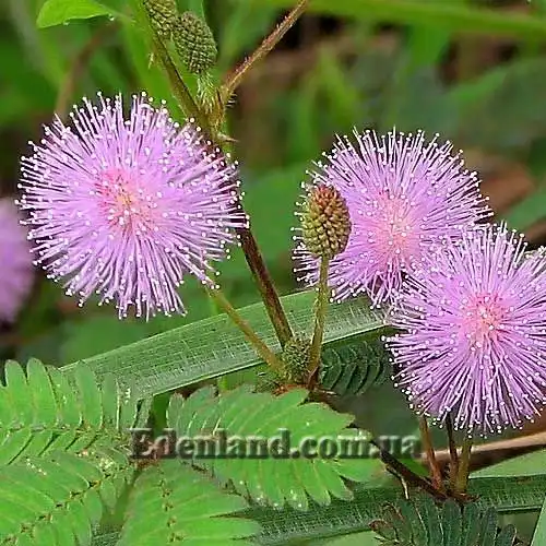 Мимоза стыдливая - Mimosa pudica