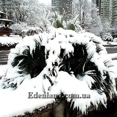 Изображение пальма зимой