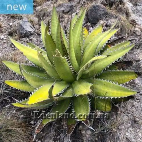 Изображение Агава крупнозубчатая - Agave megalodonta