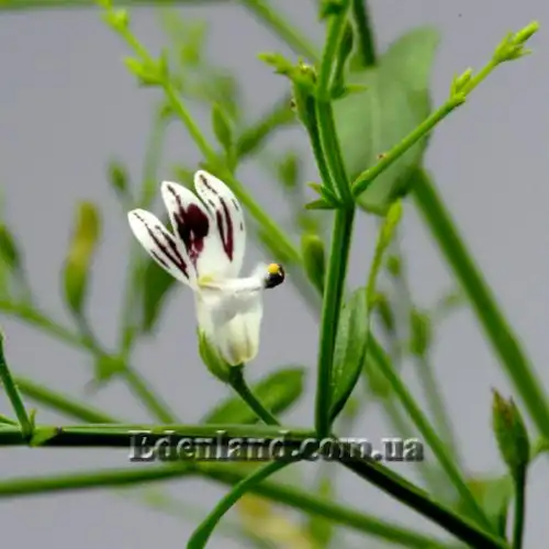 Изображение Андрографис метельчатый - Andrographis paniculata