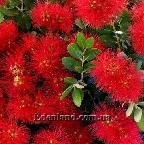 Метросидерос высокий - Metrosideros excelsa