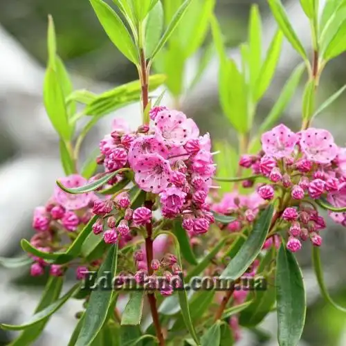 Зображення Кальмія вузьколиста - Kalmia angustifolia