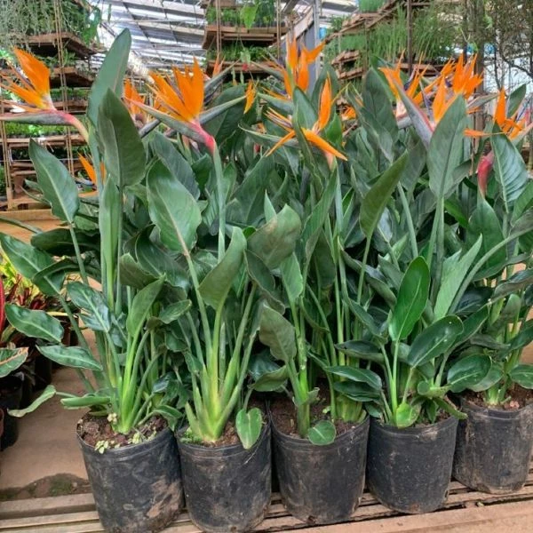 Зображення рослини в теплиці