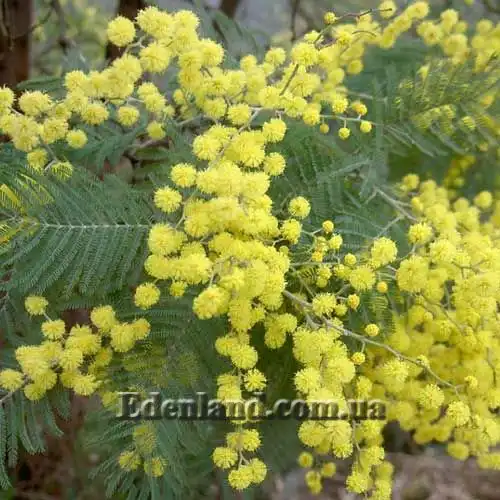 Акация беловатая (серебристая) - Acacia dealbata