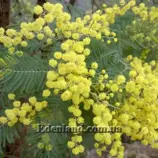 Изображение Акация беловатая (серебристая) - Acacia dealbata