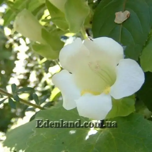 Изображение Маурандия стыдливая (белая)  - Maurandia erubescens (alba)