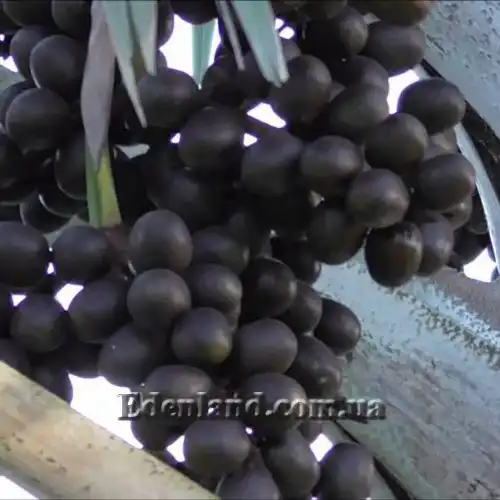 Изображение плоды